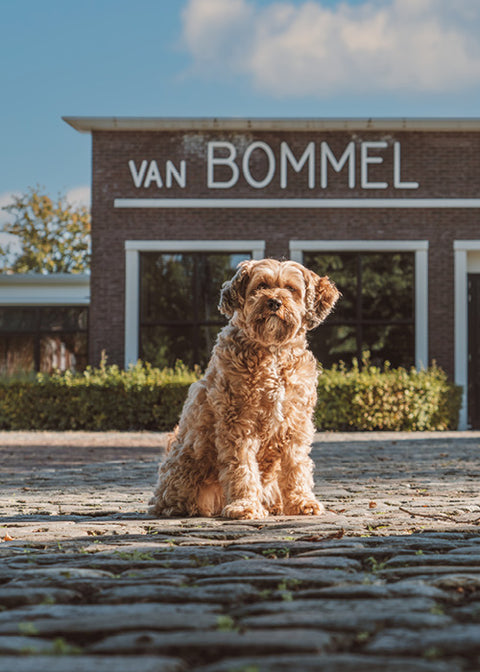 Dog leash Floris van Bommel. A fluffy, light brown dog Flapper sits on a cobblestone surface in front of a brick building with the words 'VAN BOMMEL' in large white letters under a blue sky.