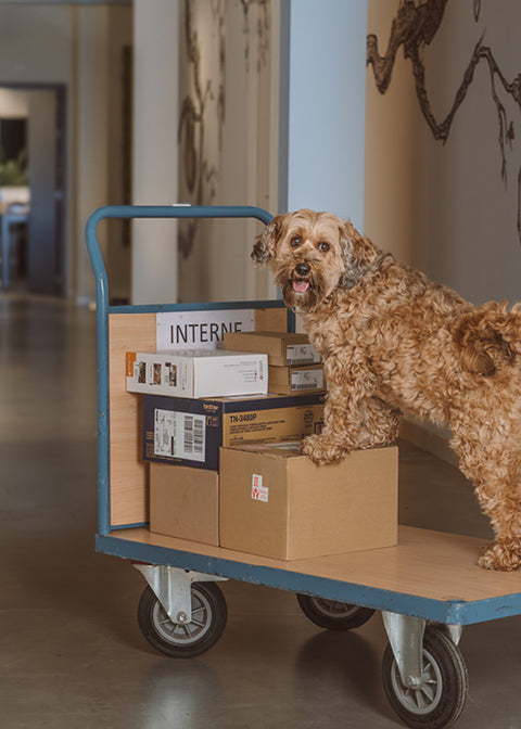 Dog leash Floris van Bommel. A curly-haired brown dog Flapper stands on a cardboard box on a blue utility car in an indoor hallway.